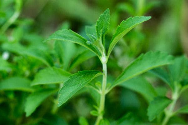 In our natural proteins, however, our standards are very strict. We ONLY use Stevia and Monk Fruit, which are both completely natural, being extracted from plants.