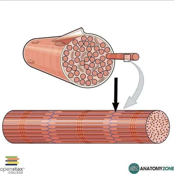 A sarcomere  is the basic contractile unit of muscle fiber.