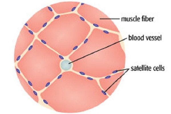 Satellite cells that have a critical role in how much muscle we can grow. 