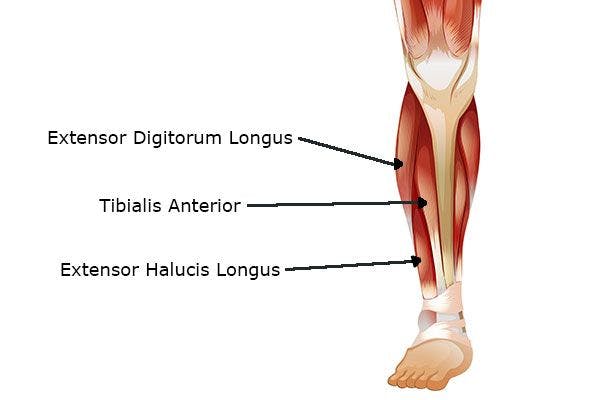 Lower Leg Diagram