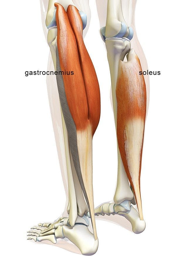 You can see there are two main parts of the calves, the gastrocnemius and the soleus.