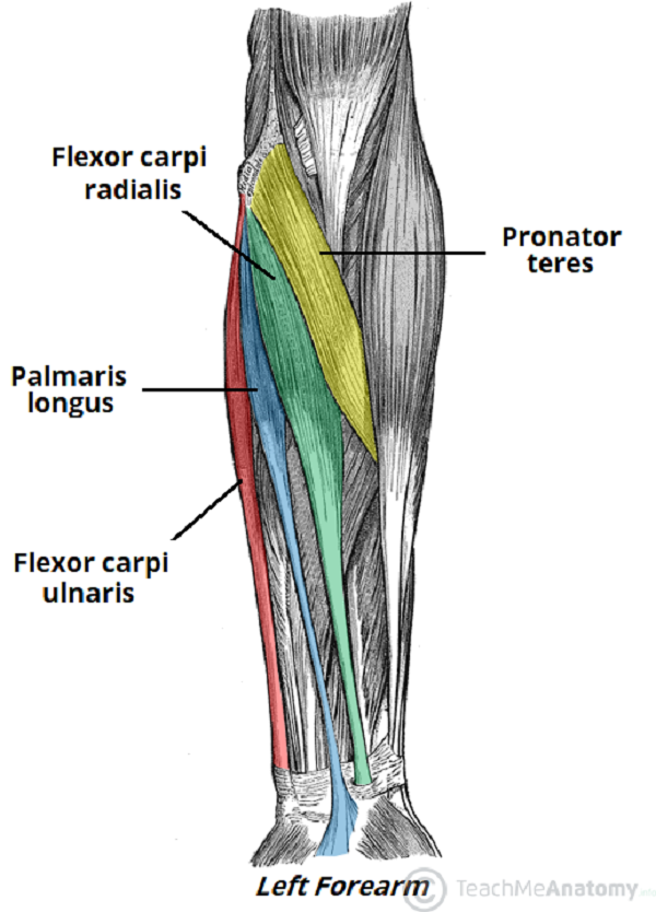 Superficial flexor muscles of the anterior forearm