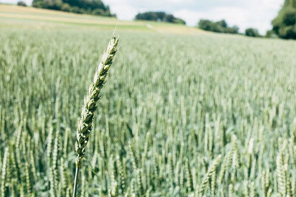 Australian Barley grass provides a magnitude of health benefits.